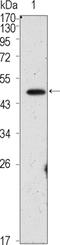 POU Class 5 Homeobox 1 antibody, STJ98286, St John