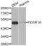 Fc Fragment Of IgG Receptor Ia antibody, abx001110, Abbexa, Western Blot image 