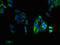 Lysophosphatidic Acid Receptor 4 antibody, CSB-PA013050LA01HU, Cusabio, Immunofluorescence image 