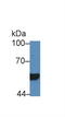 HNF1 Homeobox B antibody, MBS2027679, MyBioSource, Western Blot image 