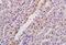 Myosin Heavy Chain 9 antibody, orb2773, Biorbyt, Immunohistochemistry paraffin image 