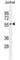 Interferon Regulatory Factor 2 antibody, abx026157, Abbexa, Western Blot image 