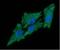 Complement C1q Binding Protein antibody, NBP2-42691, Novus Biologicals, Immunocytochemistry image 