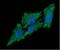 Complement component 1 Q subcomponent-binding protein, mitochondrial antibody, NBP2-42691, Novus Biologicals, Immunocytochemistry image 