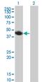 Ring Finger Protein 133 antibody, MA5-23148, Invitrogen Antibodies, Western Blot image 