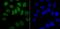 Heterogeneous Nuclear Ribonucleoprotein A1 antibody, A01476-1, Boster Biological Technology, Immunocytochemistry image 