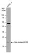 Ras antibody, PA5-78085, Invitrogen Antibodies, Western Blot image 