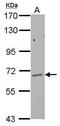 Glycosylphosphatidylinositol Anchor Attachment 1 antibody, PA5-30284, Invitrogen Antibodies, Western Blot image 