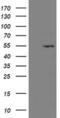 LANC2 antibody, MA5-26410, Invitrogen Antibodies, Western Blot image 