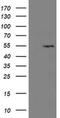 LANC2 antibody, MA5-26410, Invitrogen Antibodies, Western Blot image 