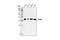 PCNA antibody, 2586S, Cell Signaling Technology, Western Blot image 