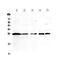 Interleukin 36 Alpha antibody, PA5-79500, Invitrogen Antibodies, Western Blot image 