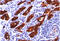 Tgn antibody, AM33242PU-S, Origene, Immunohistochemistry frozen image 