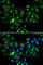Caspase Recruitment Domain Family Member 11 antibody, A7140, ABclonal Technology, Immunofluorescence image 