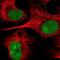 Neuregulin 2 antibody, PA5-65487, Invitrogen Antibodies, Immunofluorescence image 