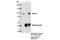 DNA Cross-Link Repair 1C antibody, 13381S, Cell Signaling Technology, Immunoprecipitation image 