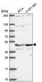 Ribitol Xylosyltransferase 1 antibody, PA5-66657, Invitrogen Antibodies, Western Blot image 