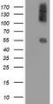 Calcium Binding And Coiled-Coil Domain 2 antibody, LS-C172496, Lifespan Biosciences, Western Blot image 