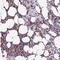 Tripartite Motif Containing 22 antibody, HPA003575, Atlas Antibodies, Immunohistochemistry frozen image 