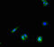 Patatin Like Phospholipase Domain Containing 1 antibody, CSB-PA843295LA01HU, Cusabio, Immunofluorescence image 