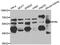 RAK antibody, abx006668, Abbexa, Western Blot image 