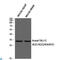 TAL BHLH Transcription Factor 1, Erythroid Differentiation Factor antibody, LS-C813518, Lifespan Biosciences, Western Blot image 