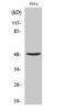 DNA Primase Subunit 1 antibody, STJ95223, St John