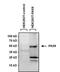 Paired Box 8 antibody, NBP2-29907, Novus Biologicals, Western Blot image 