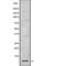 High Mobility Group Nucleosome Binding Domain 1 antibody, abx215954, Abbexa, Western Blot image 