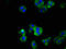 TNF Superfamily Member 11 antibody, A63692-100, Epigentek, Immunofluorescence image 