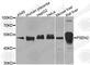 Presenilin 2 antibody, A7719, ABclonal Technology, Western Blot image 