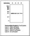 Casein Kinase 2 Beta antibody, LS-C62295, Lifespan Biosciences, Western Blot image 