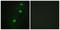 Cyclin Dependent Kinase 20 antibody, LS-C119138, Lifespan Biosciences, Immunofluorescence image 