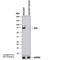 FUS RNA Binding Protein antibody, NB100-565, Novus Biologicals, Western Blot image 