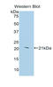 Annexin A1 antibody, LS-C299637, Lifespan Biosciences, Western Blot image 