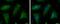 Cystathionine-Beta-Synthase antibody, NBP1-33518, Novus Biologicals, Immunofluorescence image 