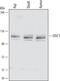 DISC1 Scaffold Protein antibody, AF6699, R&D Systems, Western Blot image 
