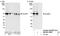 RAN Binding Protein 3 antibody, NB100-74647, Novus Biologicals, Western Blot image 