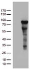 Zinc Finger Protein 317 antibody, TA812519, Origene, Western Blot image 