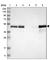 TSC22 Domain Family Member 4 antibody, HPA006757, Atlas Antibodies, Western Blot image 