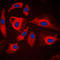 Heat Shock Protein Family H (Hsp110) Member 1 antibody, LS-C353291, Lifespan Biosciences, Immunofluorescence image 
