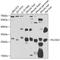 Phosphatidylinositol Specific Phospholipase C X Domain Containing 2 antibody, A18224, Boster Biological Technology, Western Blot image 