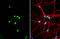 KH RNA Binding Domain Containing, Signal Transduction Associated 1 antibody, GTX115462, GeneTex, Immunofluorescence image 