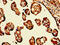 Hemoglobin Subunit Beta antibody, CSB-PA010150LA01HU, Cusabio, Immunohistochemistry frozen image 
