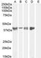 Asporin antibody, PA5-18352, Invitrogen Antibodies, Western Blot image 
