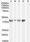 Asporin antibody, PA5-18352, Invitrogen Antibodies, Western Blot image 