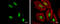 SRY-Box 8 antibody, GTX129949, GeneTex, Immunofluorescence image 