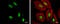 Transcription factor SOX-8 antibody, GTX129949, GeneTex, Immunofluorescence image 