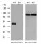 Selenium-binding protein 1 antibody, M04444, Boster Biological Technology, Western Blot image 