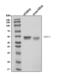 DNA Methyltransferase 3 Like antibody, A04214-2, Boster Biological Technology, Western Blot image 